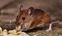 24 Hour & Emergency Exterminators in Hopedale, IL
